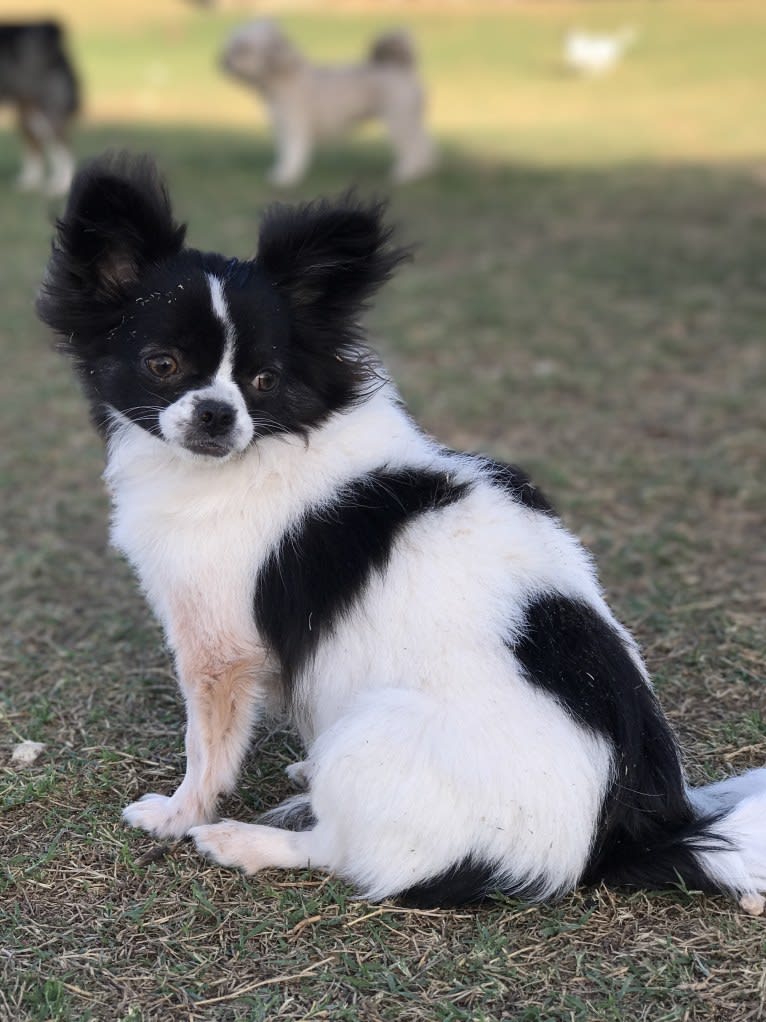 Scout, a Chihuahua tested with EmbarkVet.com