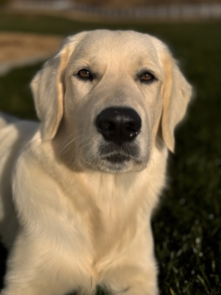 RIGGINS, a Golden Retriever tested with EmbarkVet.com