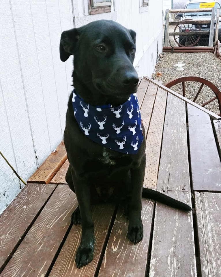 Tuff Justice Stanhope, a German Shepherd Dog and Australian Cattle Dog mix tested with EmbarkVet.com