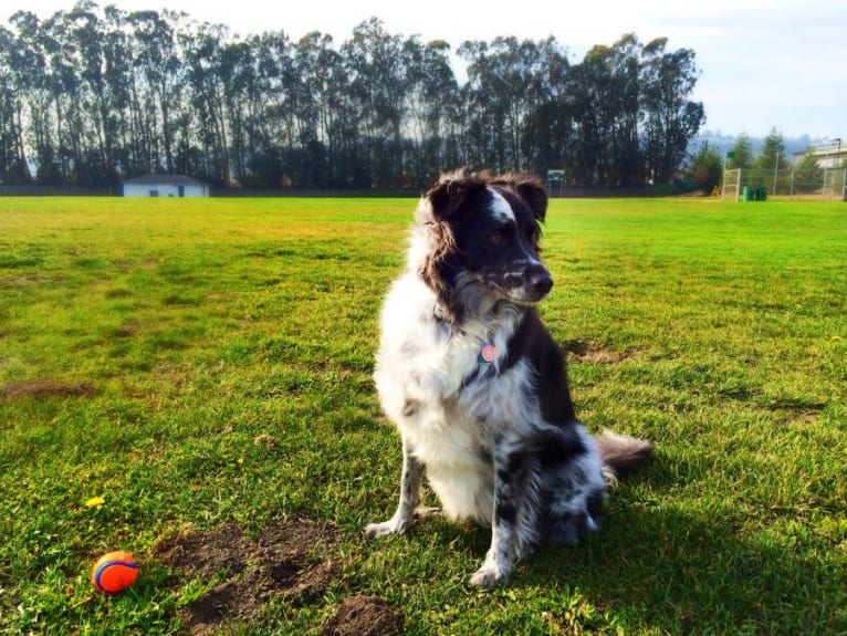 Betty, a Border Collie and Australian Shepherd mix tested with EmbarkVet.com