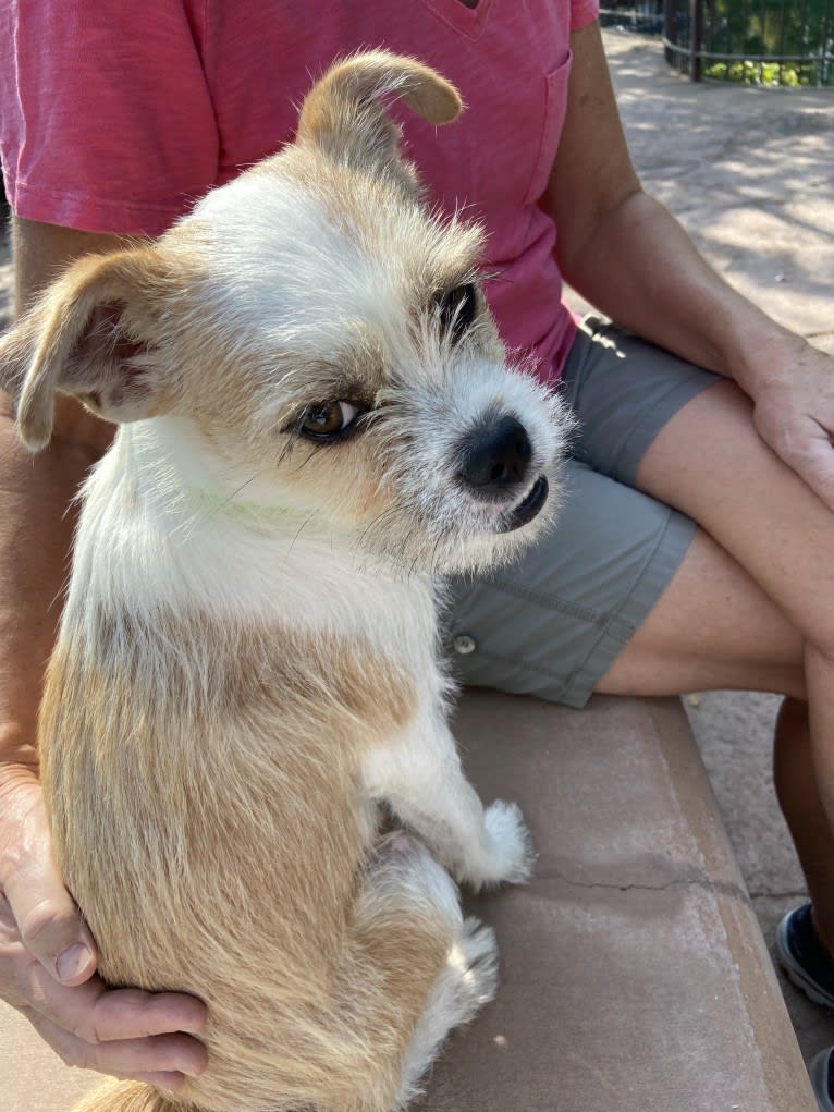 Oliver, a Pug and Australian Cattle Dog mix tested with EmbarkVet.com