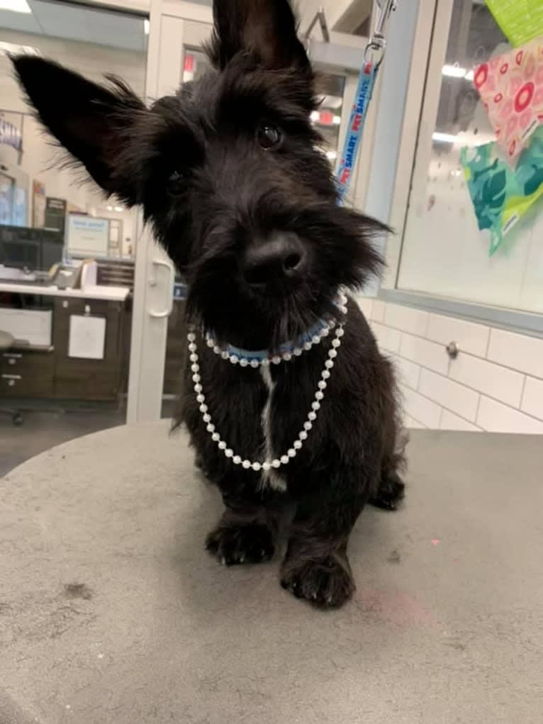 Okie, a Scottish Terrier tested with EmbarkVet.com