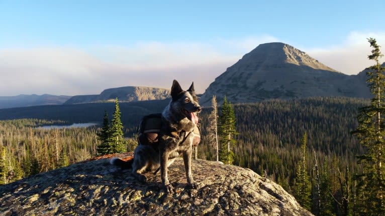 Trace, an Australian Cattle Dog and Koolie mix tested with EmbarkVet.com