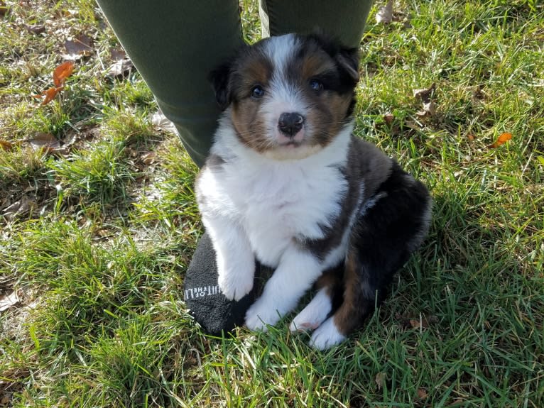 Buddy, an Australian Shepherd and Miniature/MAS-type Australian Shepherd mix tested with EmbarkVet.com