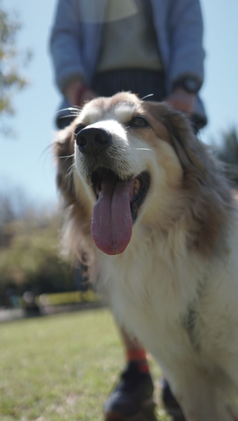 Captain, a Formosan Mountain Dog and Cocker Spaniel mix tested with EmbarkVet.com