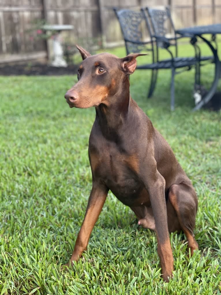 Axel Valor Rasberry, a Doberman Pinscher tested with EmbarkVet.com