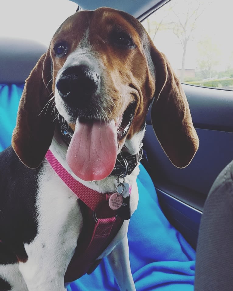 Penny, a Treeing Walker Coonhound tested with EmbarkVet.com