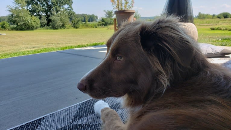 Chili, a Border Collie and English Springer Spaniel mix tested with EmbarkVet.com