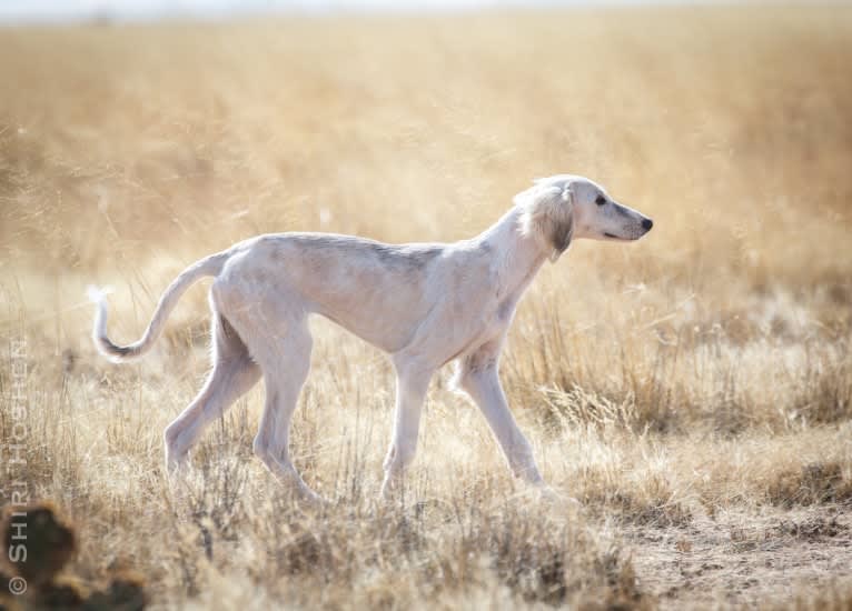 Silver, a Saluki tested with EmbarkVet.com