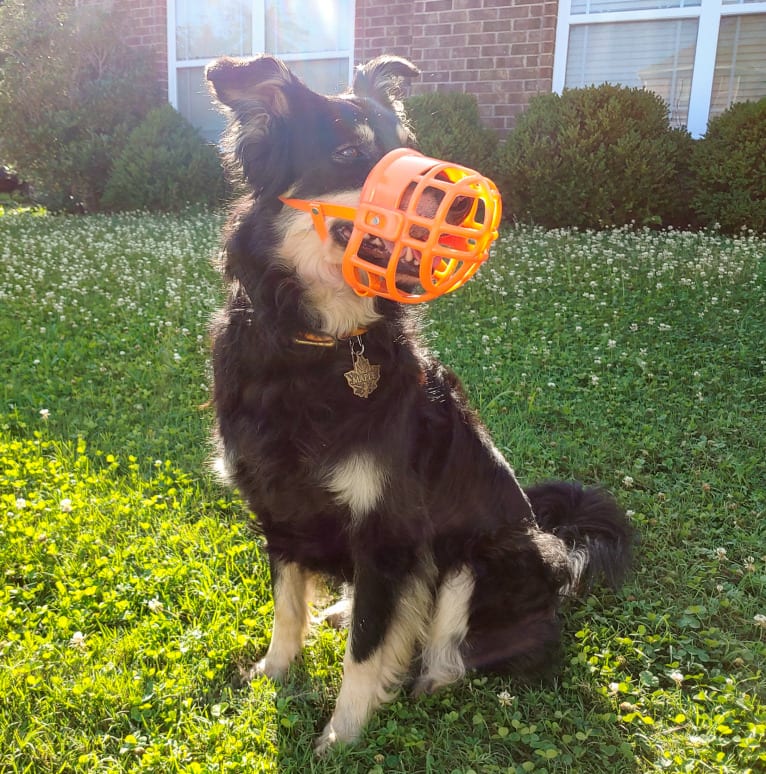 Maple, an English Shepherd tested with EmbarkVet.com