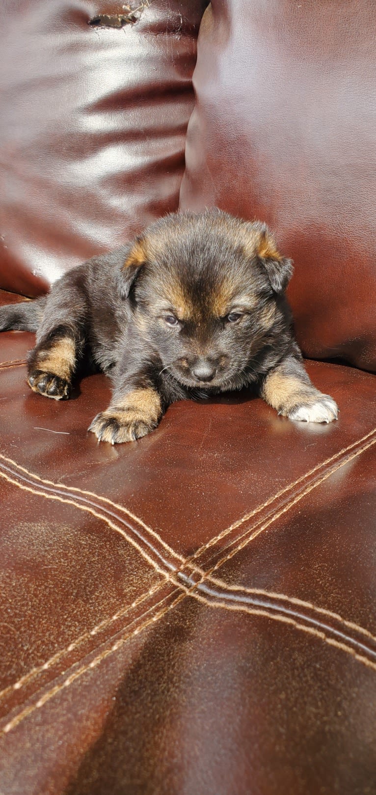 Fluffy, a Jindo tested with EmbarkVet.com