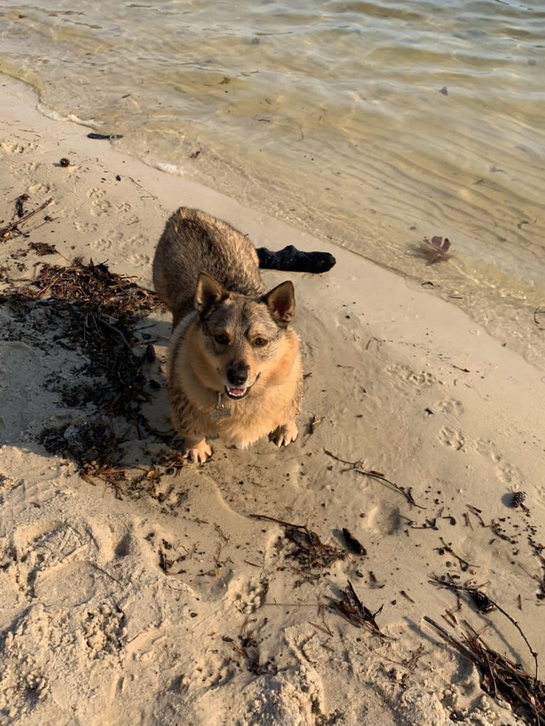 Forrest, a Swedish Vallhund tested with EmbarkVet.com