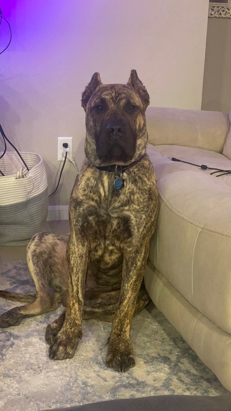 Jäger, a Perro de Presa Canario tested with EmbarkVet.com