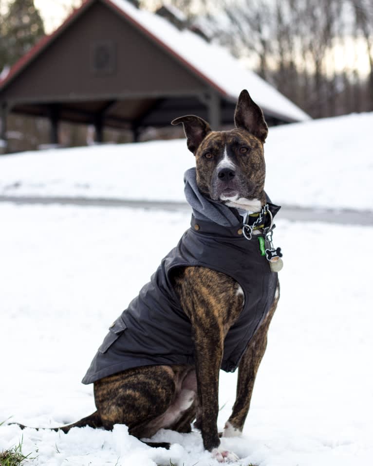 Kino, an American Pit Bull Terrier and American Staffordshire Terrier mix tested with EmbarkVet.com