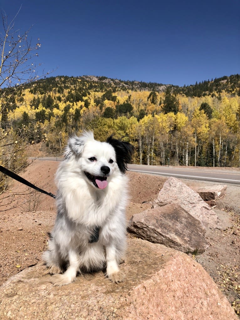 Frankie, a Shih Tzu and Pomeranian mix tested with EmbarkVet.com