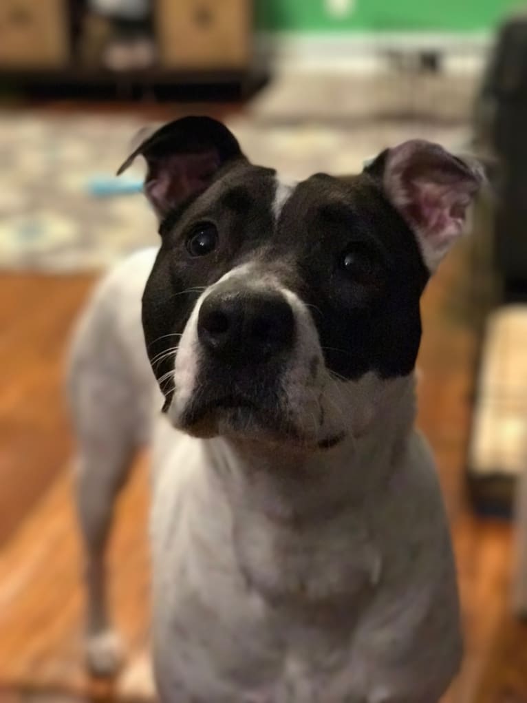 Sasha, a Staffordshire Terrier and Bulldog mix tested with EmbarkVet.com