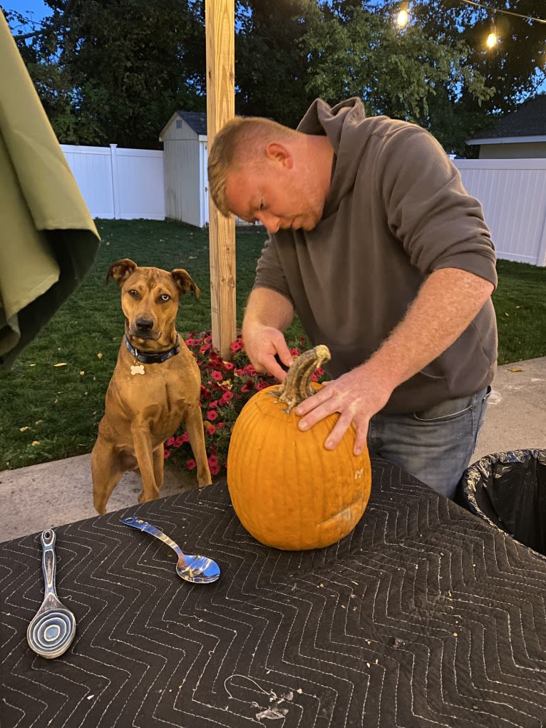 Walker, an American Pit Bull Terrier and Rottweiler mix tested with EmbarkVet.com