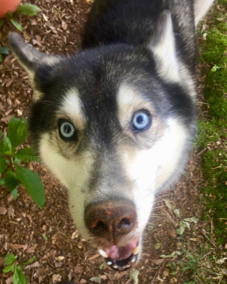 Flower, a Siberian Husky tested with EmbarkVet.com