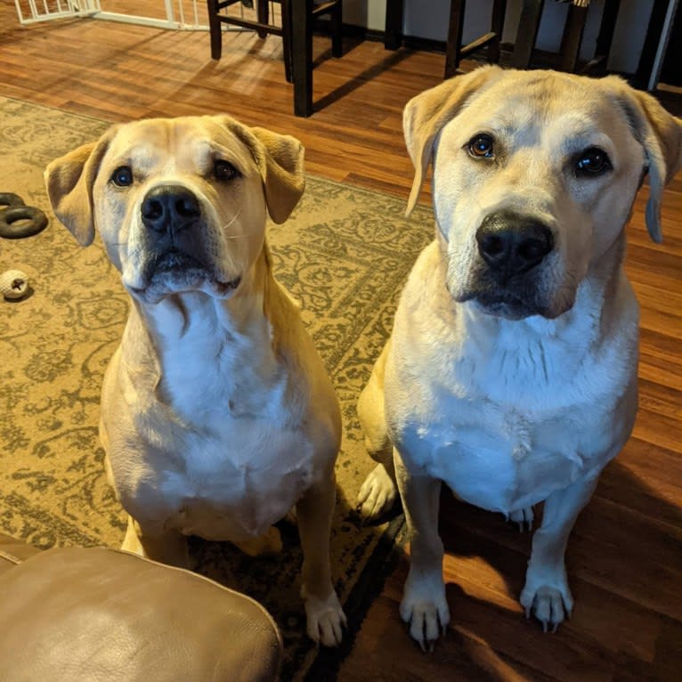 Bonzo, an Anatolian Shepherd Dog and American Bully mix tested with EmbarkVet.com