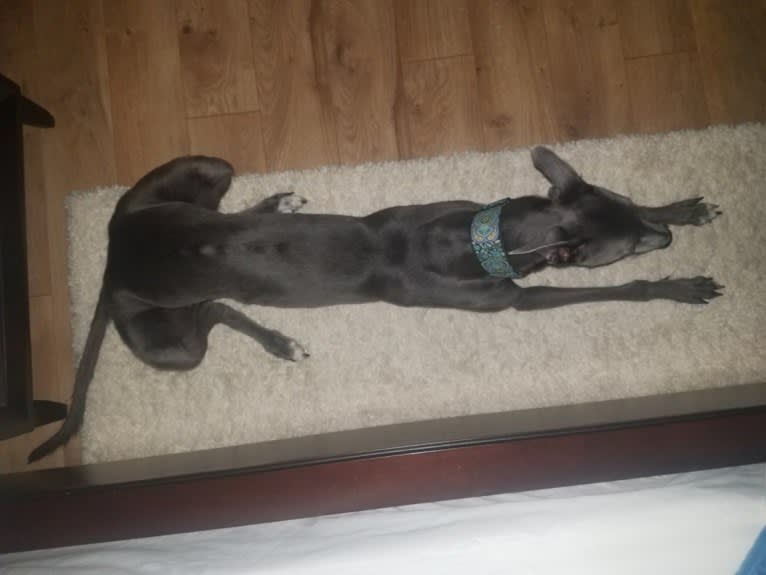 Whiskey, a Greyhound tested with EmbarkVet.com