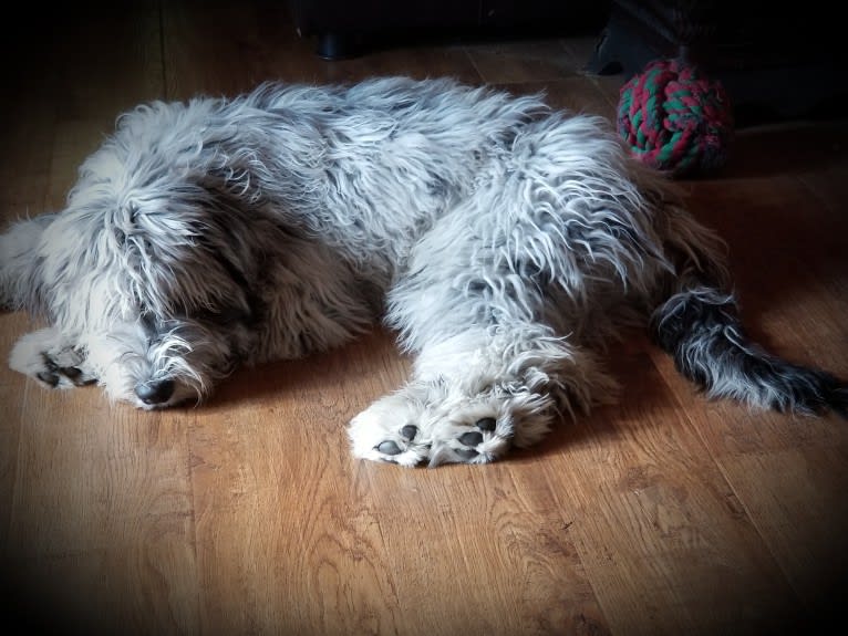 Ghita, a Bergamasco Sheepdog tested with EmbarkVet.com