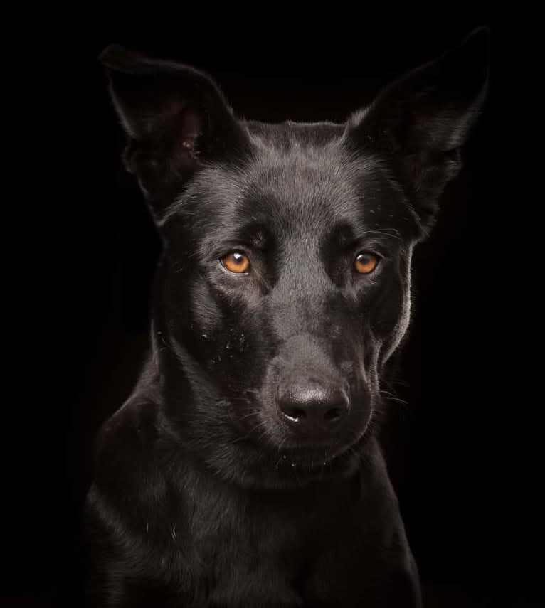 Mystic Black Fury aka Raven, a Dutch Shepherd and Belgian Malinois mix tested with EmbarkVet.com