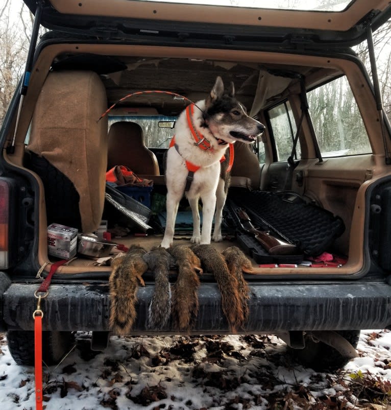 Flint, a West Siberian Laika tested with EmbarkVet.com