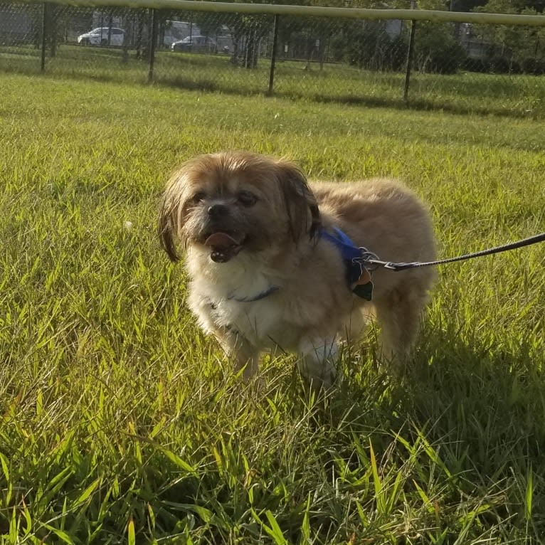 Chestnut, a Shih Tzu and Pomeranian mix tested with EmbarkVet.com