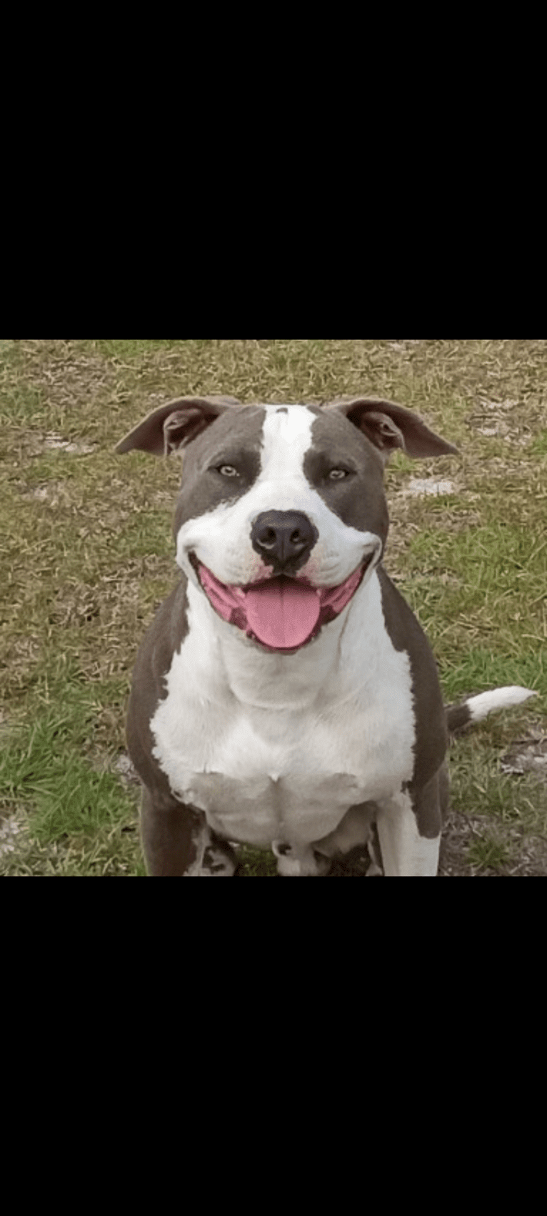 "X" (Dmx), an American Pit Bull Terrier tested with EmbarkVet.com