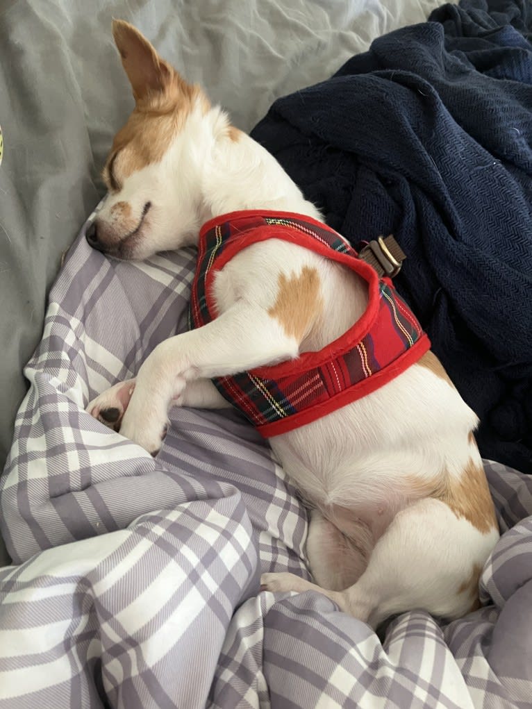 Daisy, a Chihuahua and Rat Terrier mix tested with EmbarkVet.com