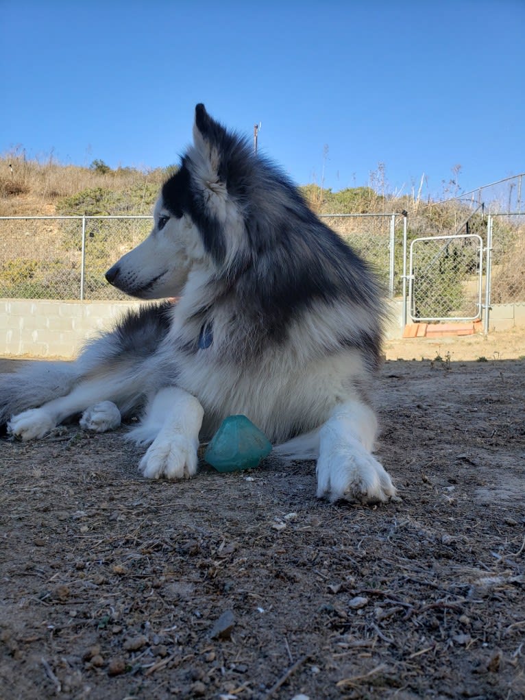 SOJU, a Siberian Husky and Alaskan Malamute mix tested with EmbarkVet.com