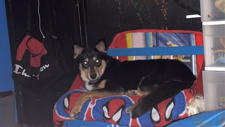 Chevy, a Siberian Husky and Collie mix tested with EmbarkVet.com