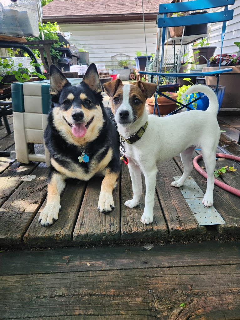 Charlie, a German Shepherd Dog and Australian Cattle Dog mix tested with EmbarkVet.com