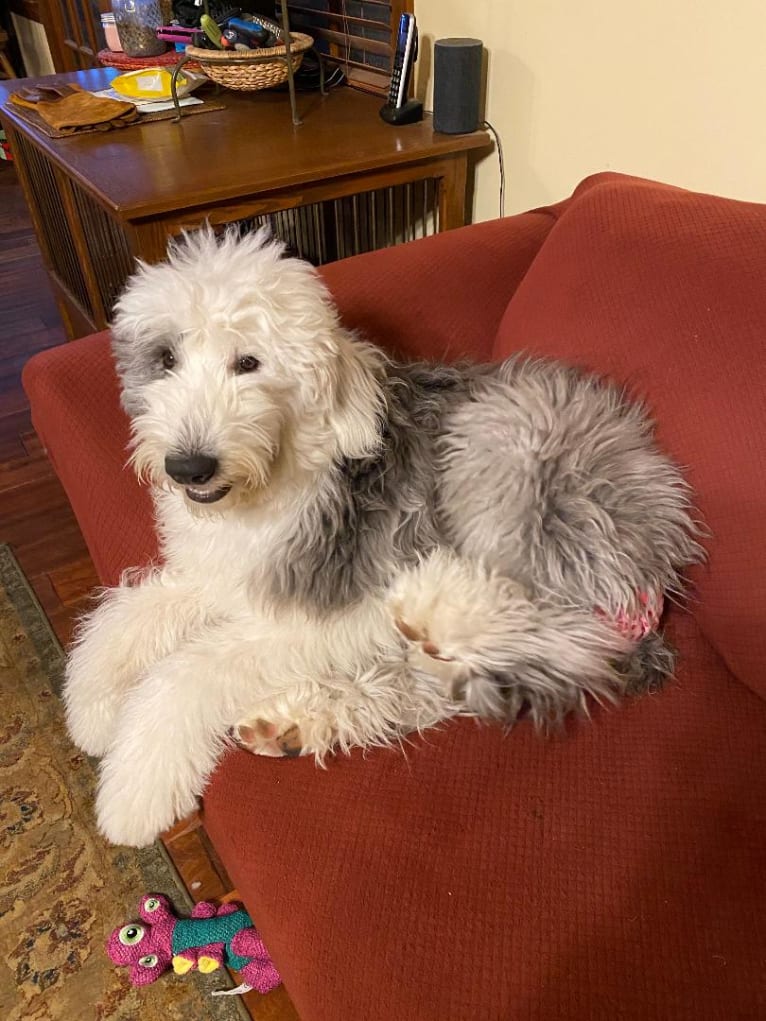 LUCY, an Old English Sheepdog tested with EmbarkVet.com