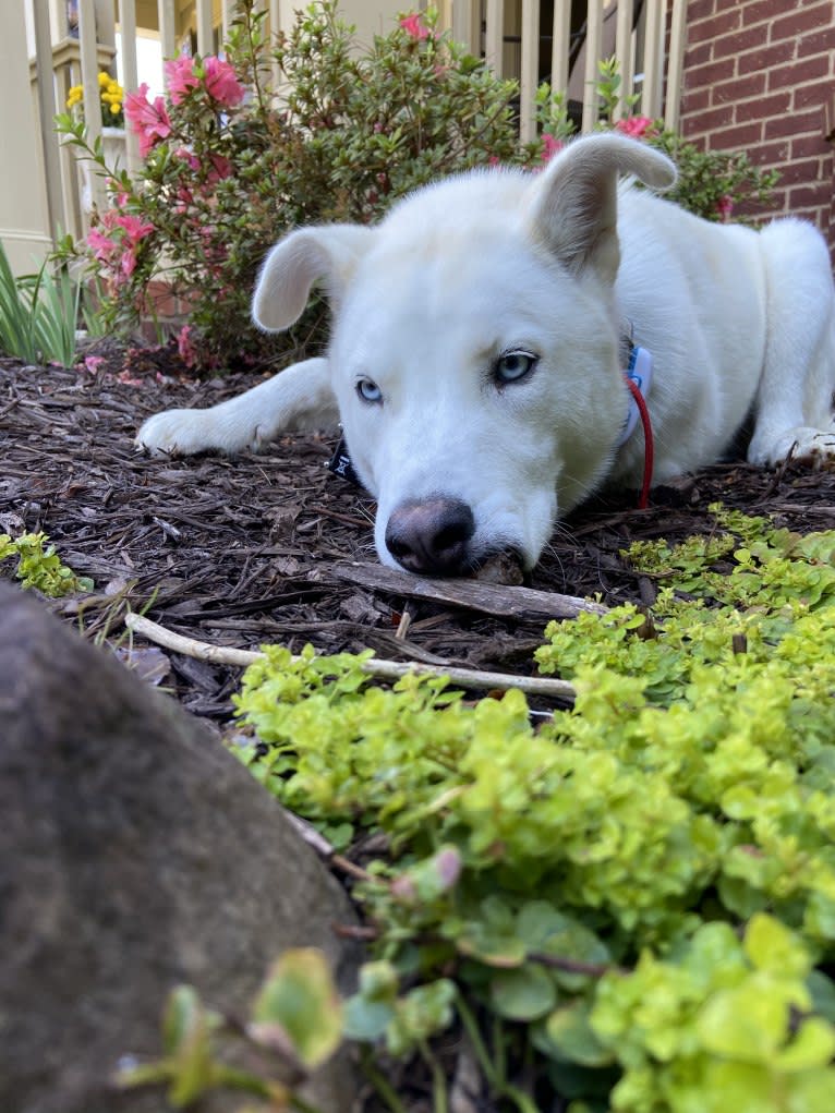 Dash, a Siberian Husky and German Shepherd Dog mix tested with EmbarkVet.com