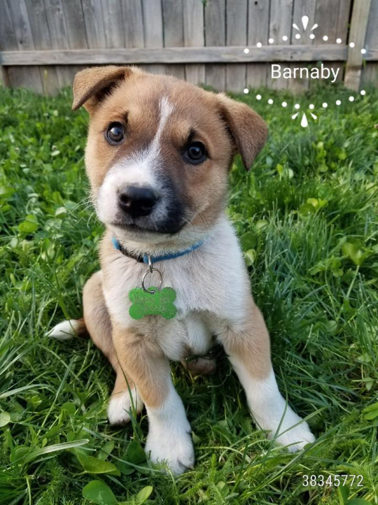 Barnaby, an American Pit Bull Terrier and Australian Cattle Dog mix tested with EmbarkVet.com