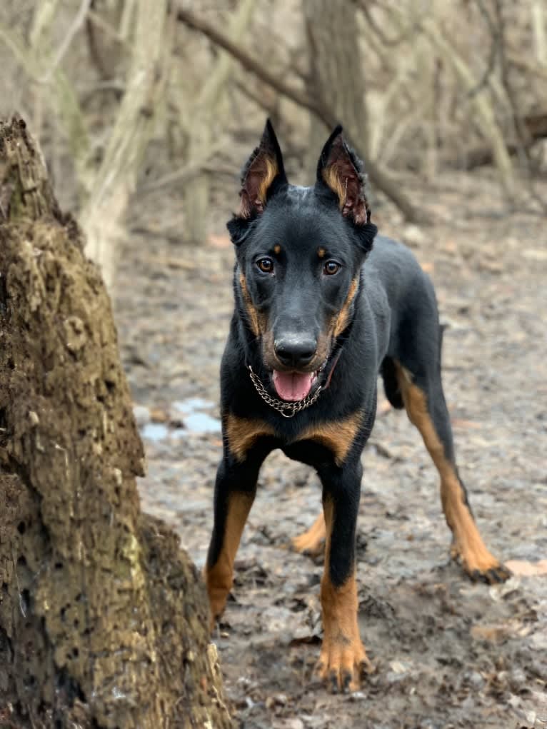 Ragar, a Beauceron tested with EmbarkVet.com