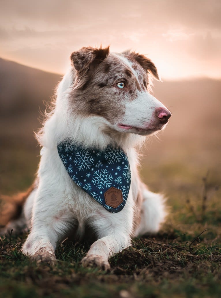 Asher, a Border Collie tested with EmbarkVet.com