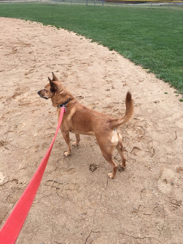 Scotchie, a Siberian Husky and German Shepherd Dog mix tested with EmbarkVet.com