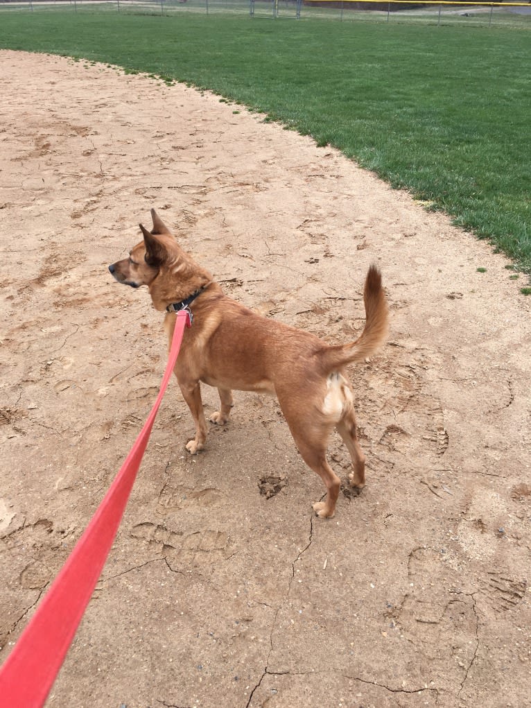 Scotchie, a Siberian Husky and German Shepherd Dog mix tested with EmbarkVet.com