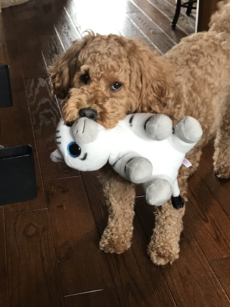 Charly, a Goldendoodle tested with EmbarkVet.com