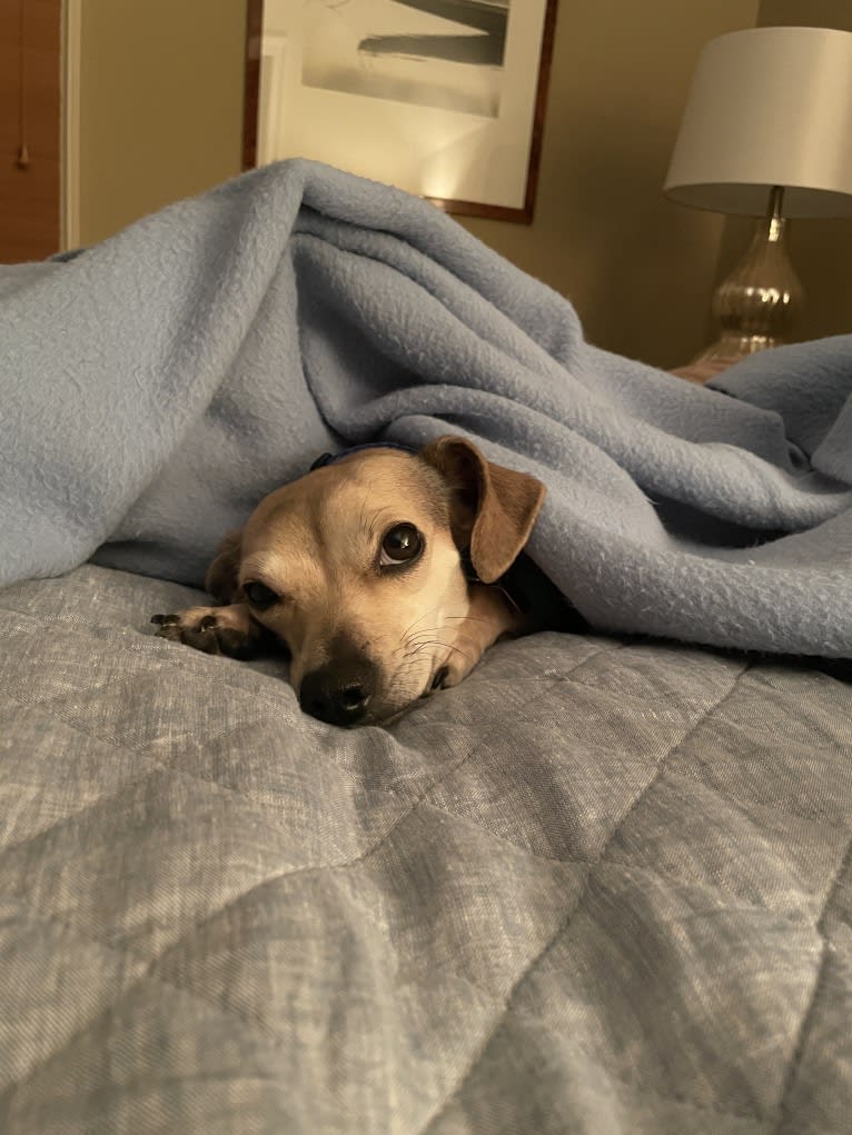 Harley, a Chihuahua and Dachshund mix tested with EmbarkVet.com