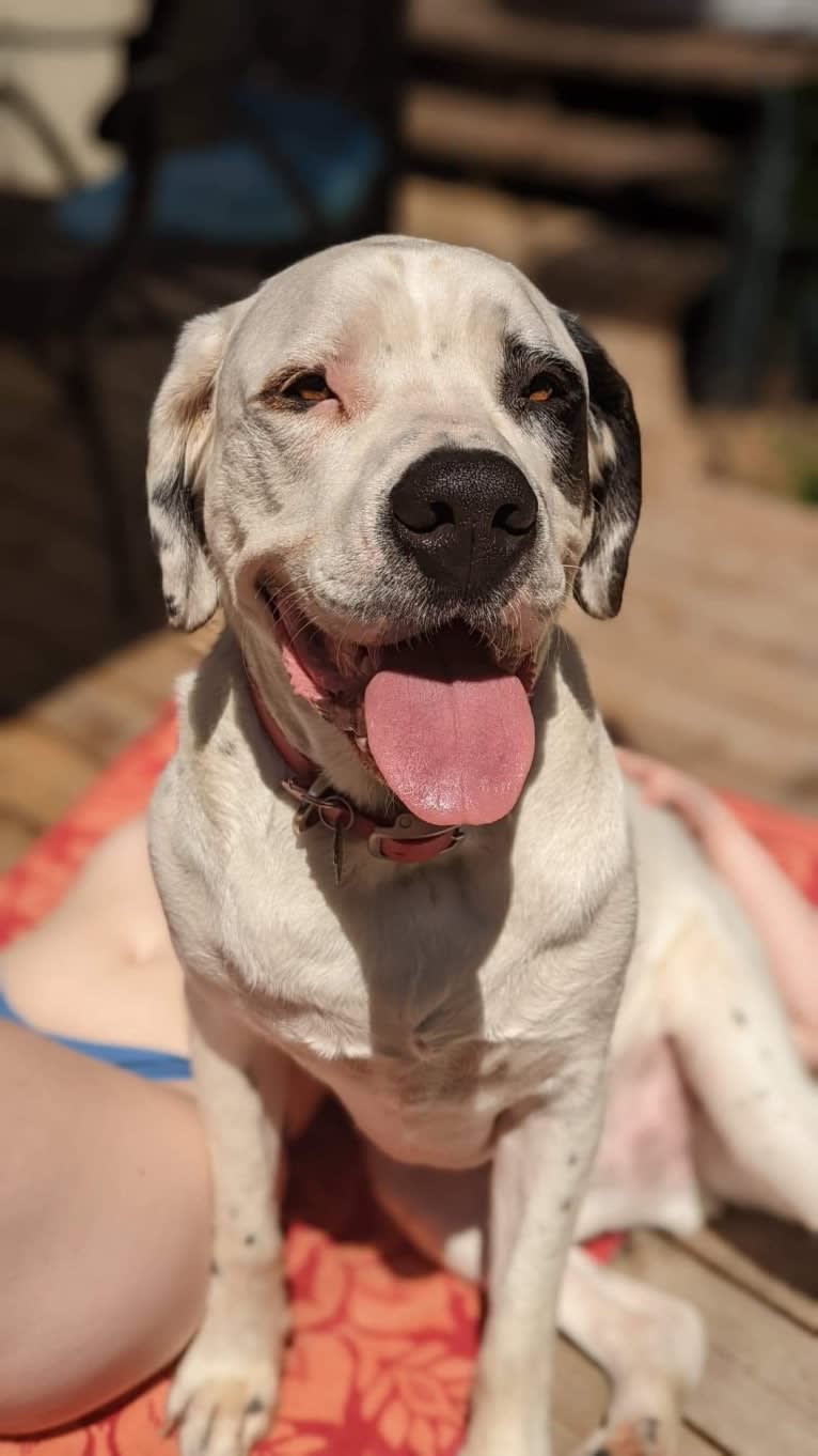 Charlie Boy, a Saint Bernard and American Pit Bull Terrier mix tested with EmbarkVet.com