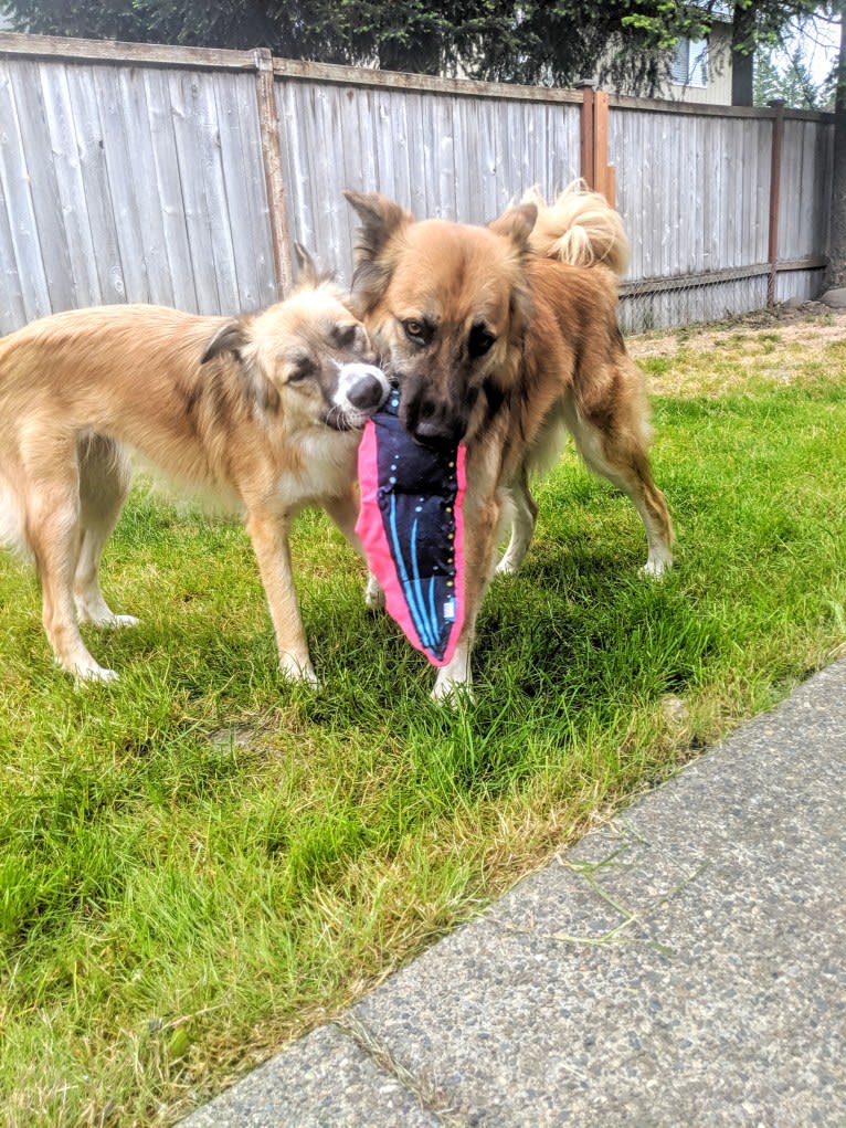 Lucy, an Arabian Village Dog tested with EmbarkVet.com