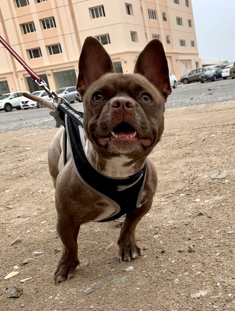 Kiki, a French Bulldog and Chihuahua mix tested with EmbarkVet.com