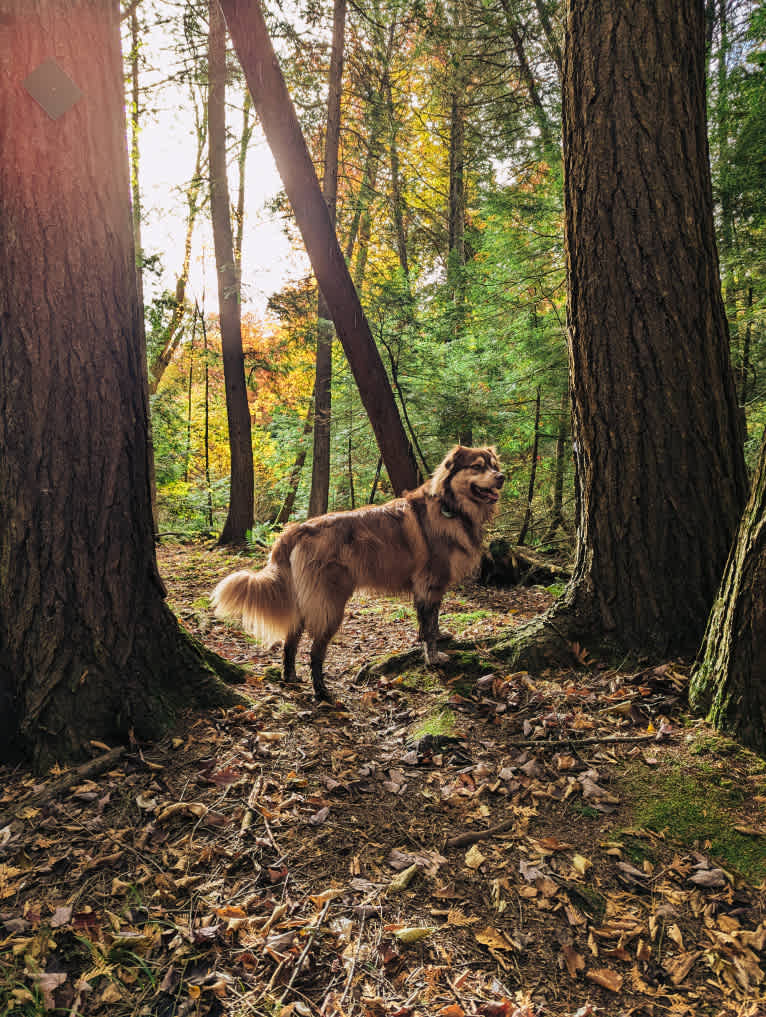 Farley, an Australian Shepherd tested with EmbarkVet.com