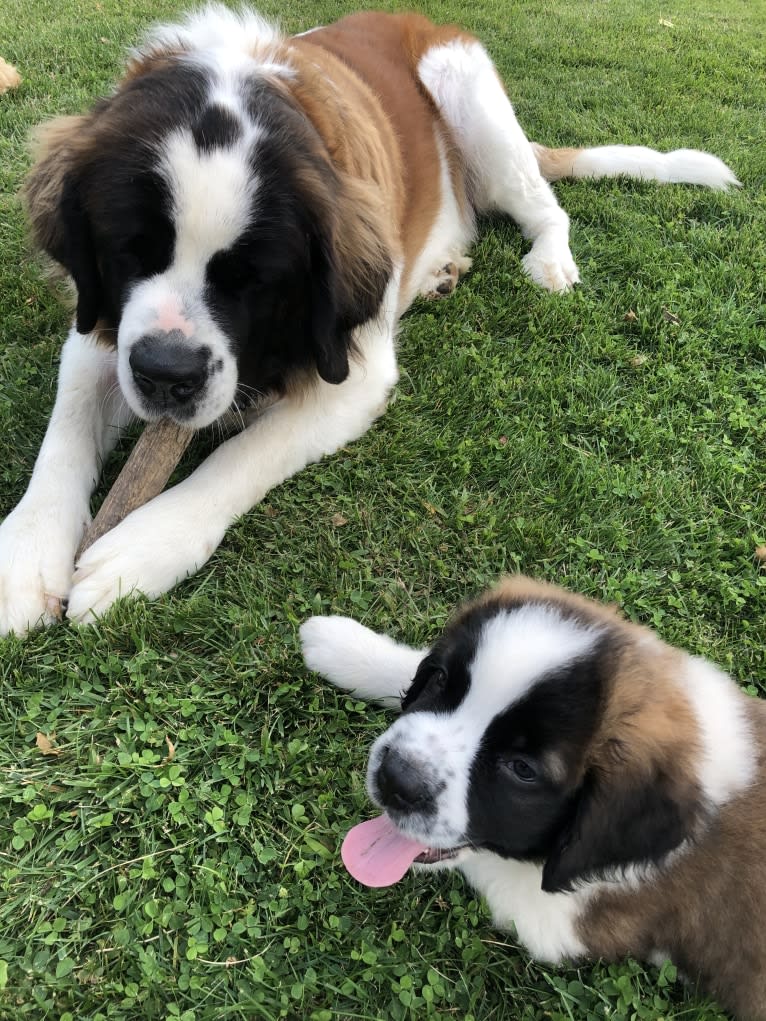 Sadie, a Saint Bernard tested with EmbarkVet.com