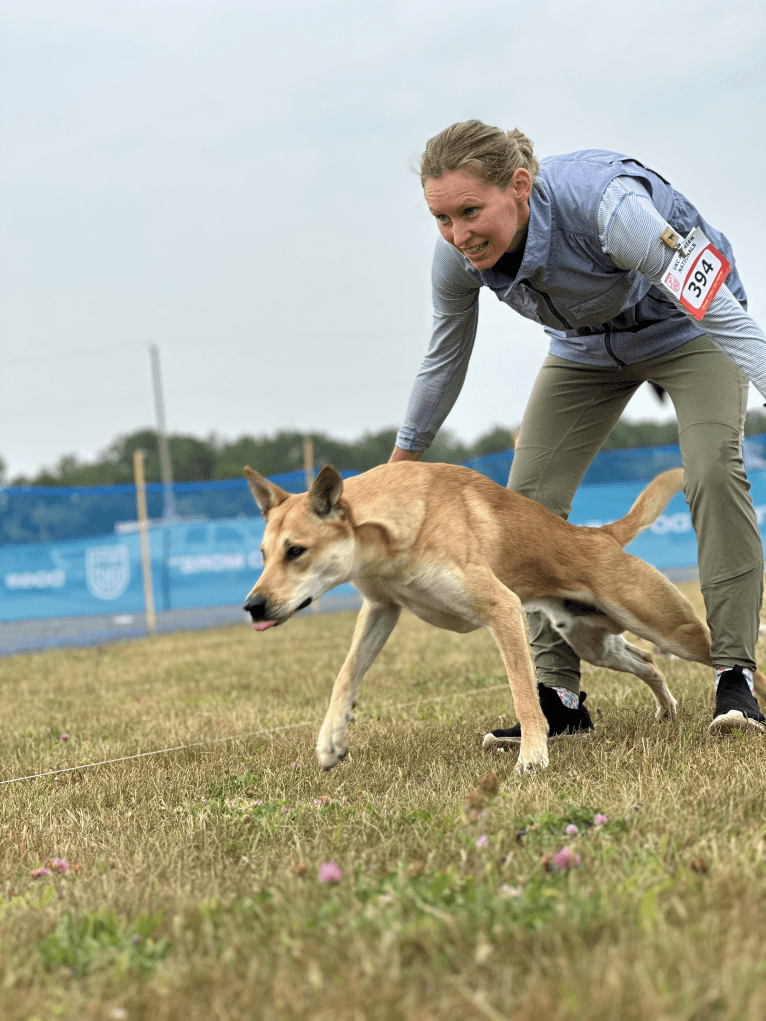 Bones, a Carolina Dog tested with EmbarkVet.com