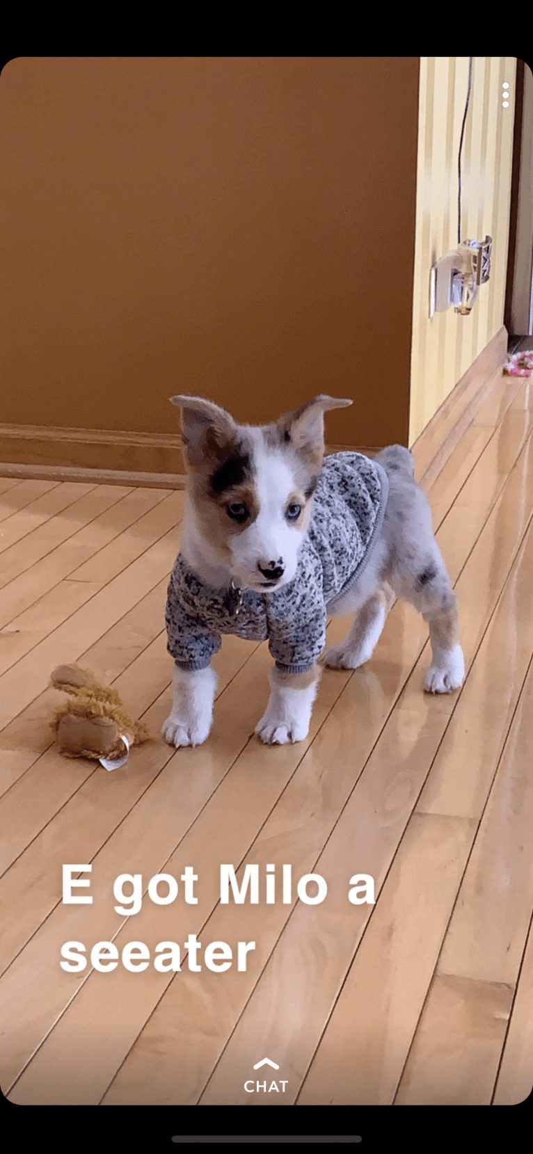 Milo, a Pembroke Welsh Corgi and Australian Shepherd mix tested with EmbarkVet.com