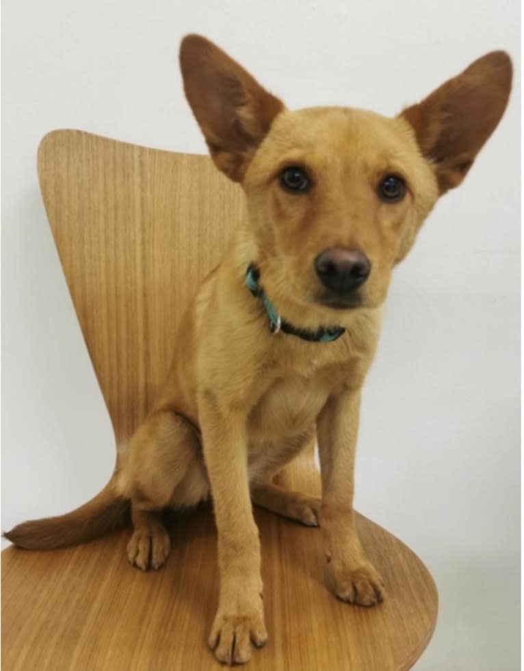 Foxy, an American Pit Bull Terrier and Australian Cattle Dog mix tested with EmbarkVet.com